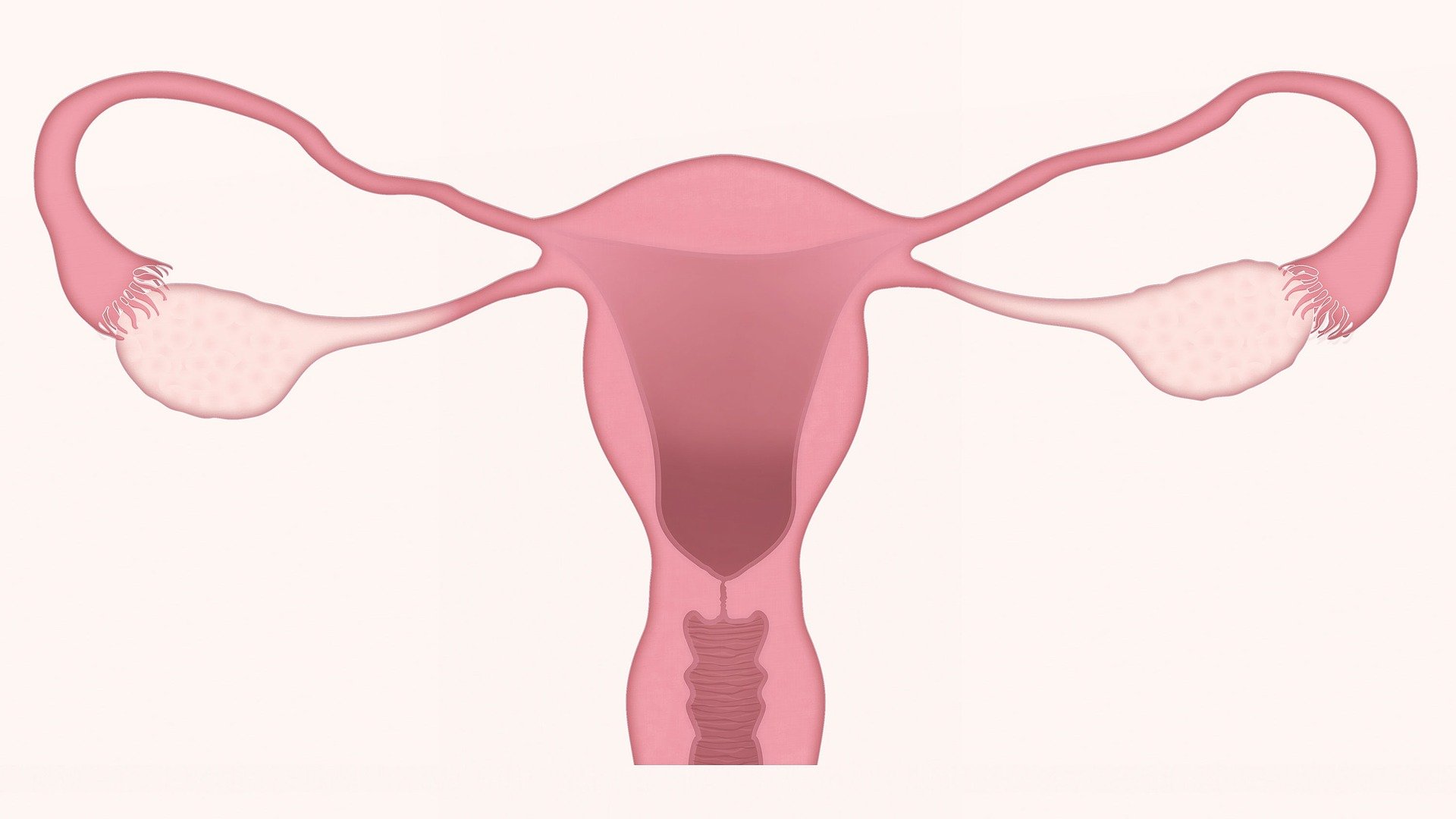 Utérus Gynécologue